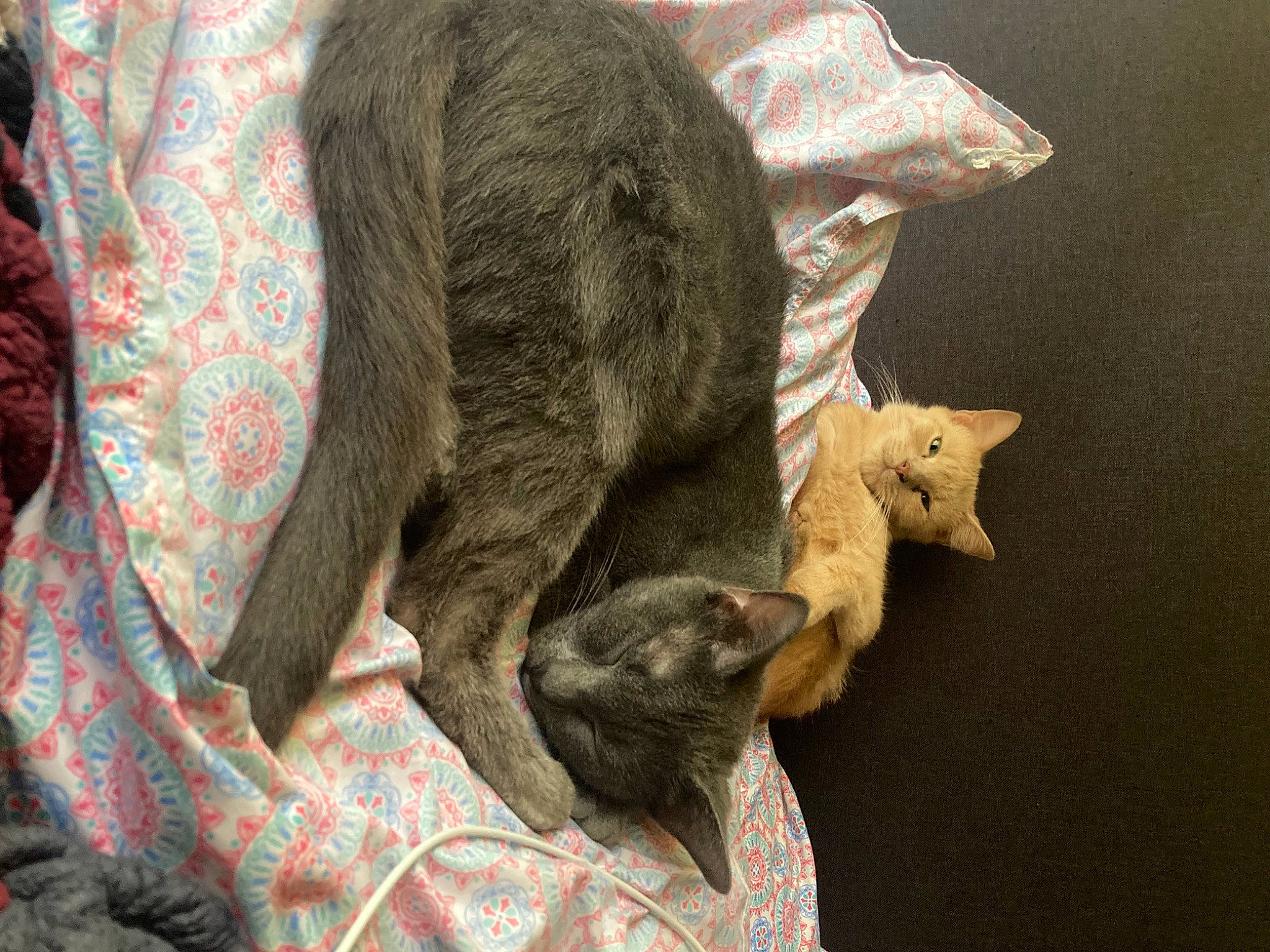 Zenitsu joined the competition — help win amazing prizes! canidae, carnivore, comfort, dog_breed, domestic_short_haired_cat, fawn, felidae, fur, grey, linens, small_to_medium_sized_cats, snout, sporting_group, tail, tree, vertebrate, whiskers, wood, working_animal, wrinkle