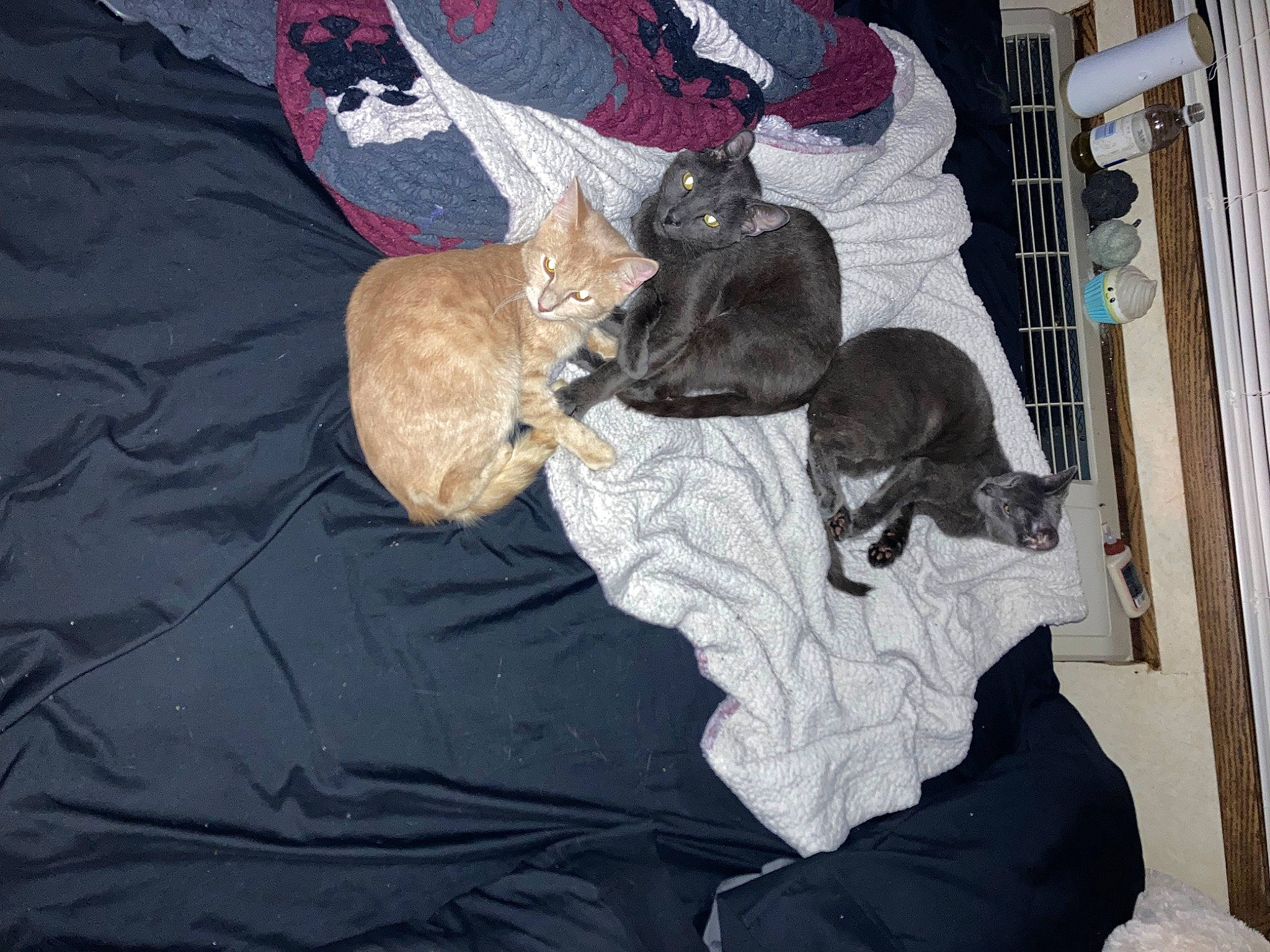 Zenitsu joined the competition — help win amazing prizes! canidae, carnivore, cat, comfort, companion_dog, dog_breed, domestic_short_haired_cat, felidae, fur, grey, linens, nap, small_to_medium_sized_cats, sporting_group, tail, whiskers