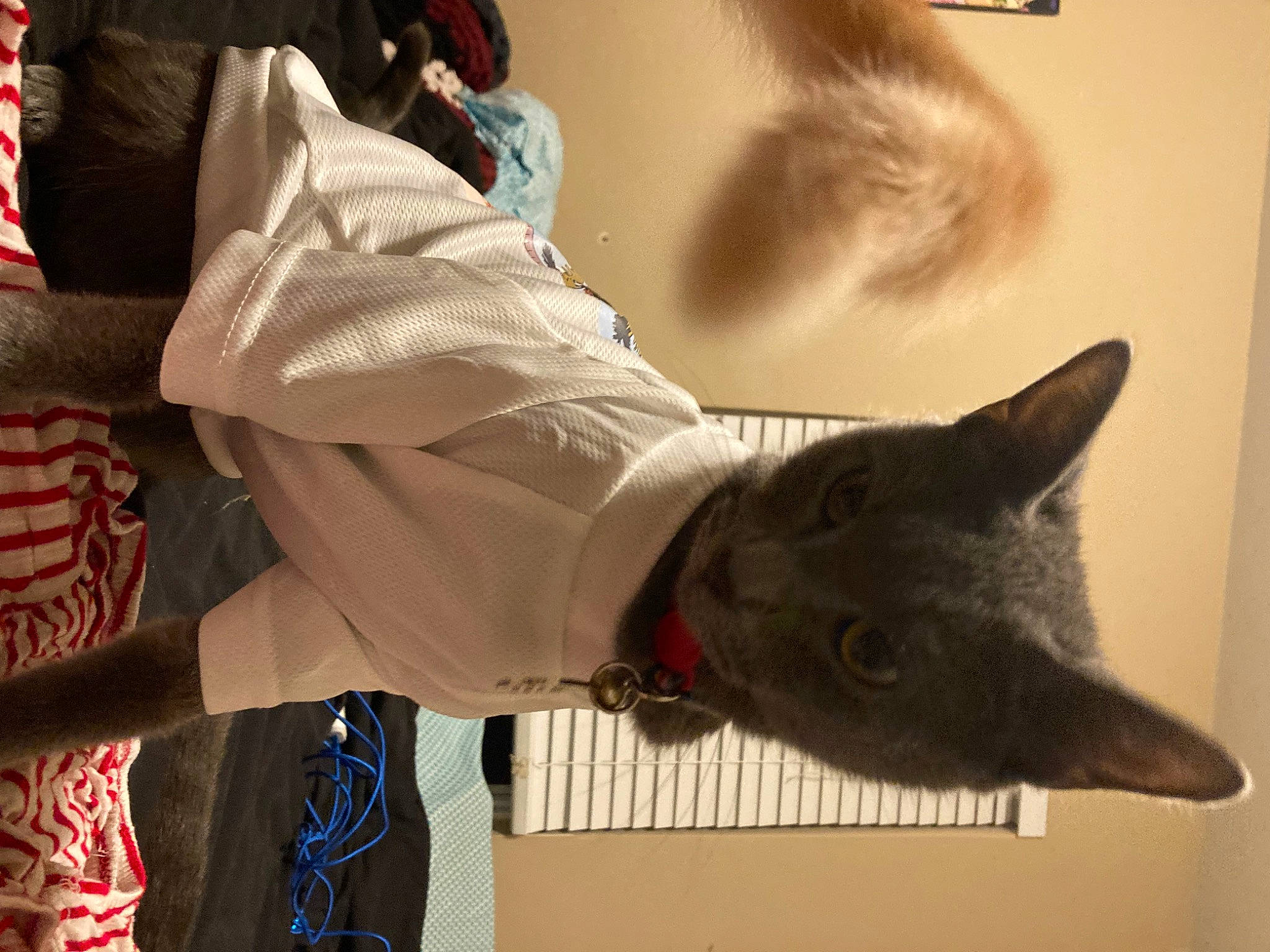 Zenitsu joined the competition — help win amazing prizes! canidae, carmine, carnivore, cat, comfort, domestic_short_haired_cat, felidae, fur, human_leg, pattern, small_to_medium_sized_cats, sunglasses, tail, whiskers