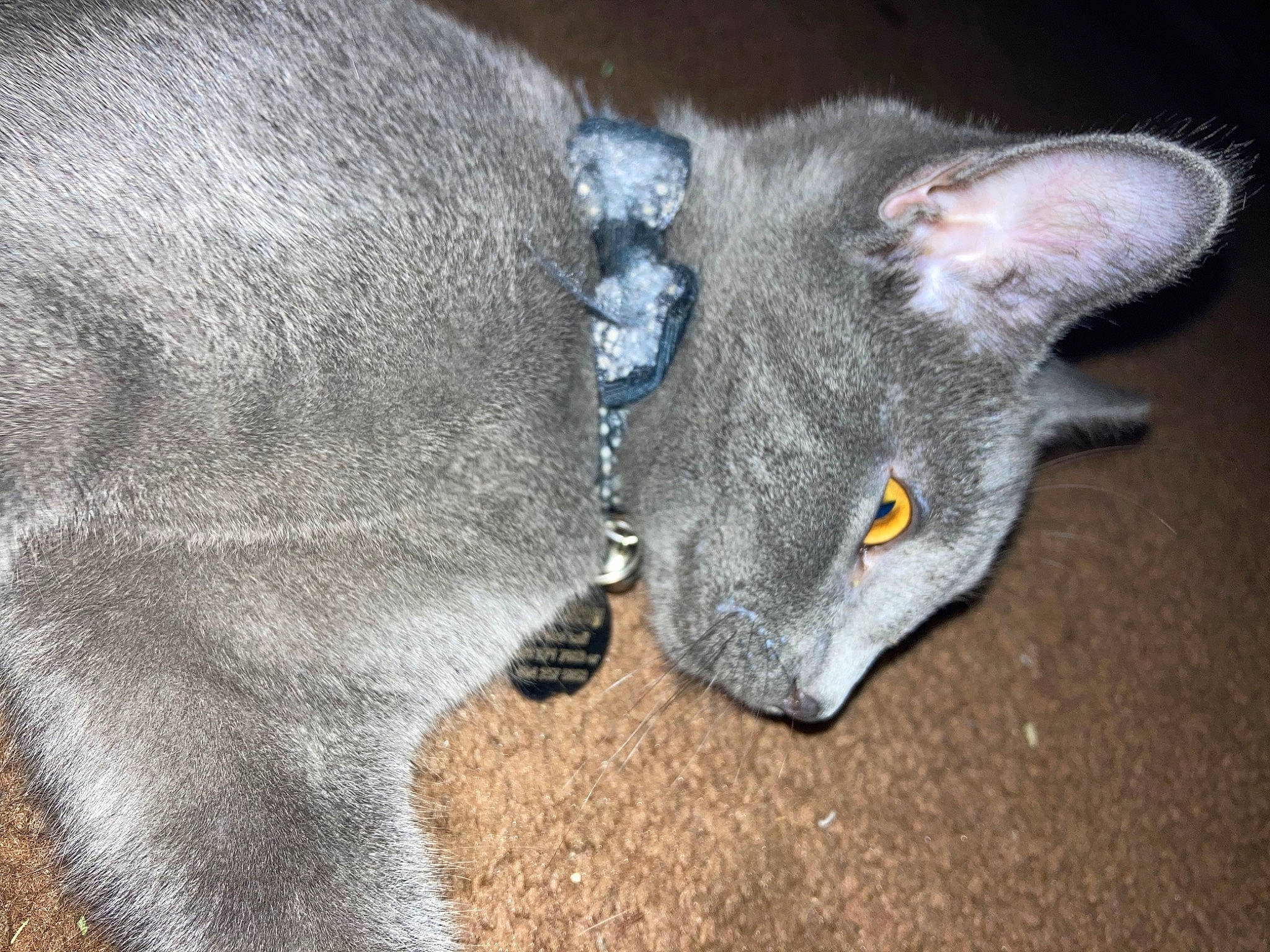 Zenitsu joined the competition — help win amazing prizes! carnivore, cat, domestic_short_haired_cat, ear, felidae, fur, grey, koala, marsupial, paw, russian_blue, small_to_medium_sized_cats, snout, tail, terrestrial_animal, whiskers