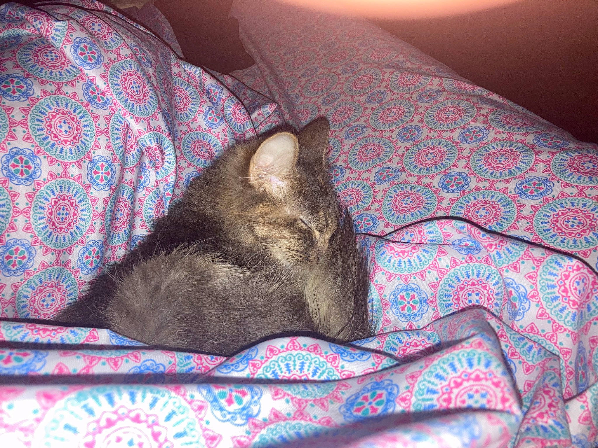 Zenitsu joined the competition — help win amazing prizes! bedding, blanket, carnivore, cat, comfort, domestic_short_haired_cat, fawn, felidae, fur, grey, linens, nap, pattern, room, siamese, sleep, small_to_medium_sized_cats, textile, whiskers