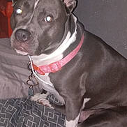 Bella is registered to the contest to win money with this photo: dog, pet, indoor, bed, collar, pink_collar, grey_dog, white_paws, flash, glowing_eyes, bedspread, patterned_bedspread, sitting, looking, animal, canine, ears_up, short_hair, domestic, resting