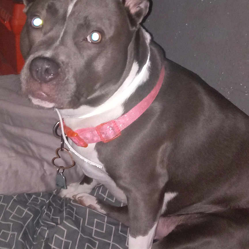 Bella is registered to the contest to win money with this photo: animal, bed, bedspread, canine, collar, dog, domestic, ears_up, flash, glowing_eyes, grey_dog, indoor, looking, patterned_bedspread, pet, pink_collar, resting, short_hair, sitting, white_paws