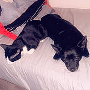Rocky Sanchez is registered to the contest to win money with this photo: cat, dog, pets, black_and_white_cat, black_dog, sleeping, lying_down, bed, bedroom, blanket, pillow, bedding, cozy, indoors, animal_companions, cuddling, resting, relaxed, portrait, home