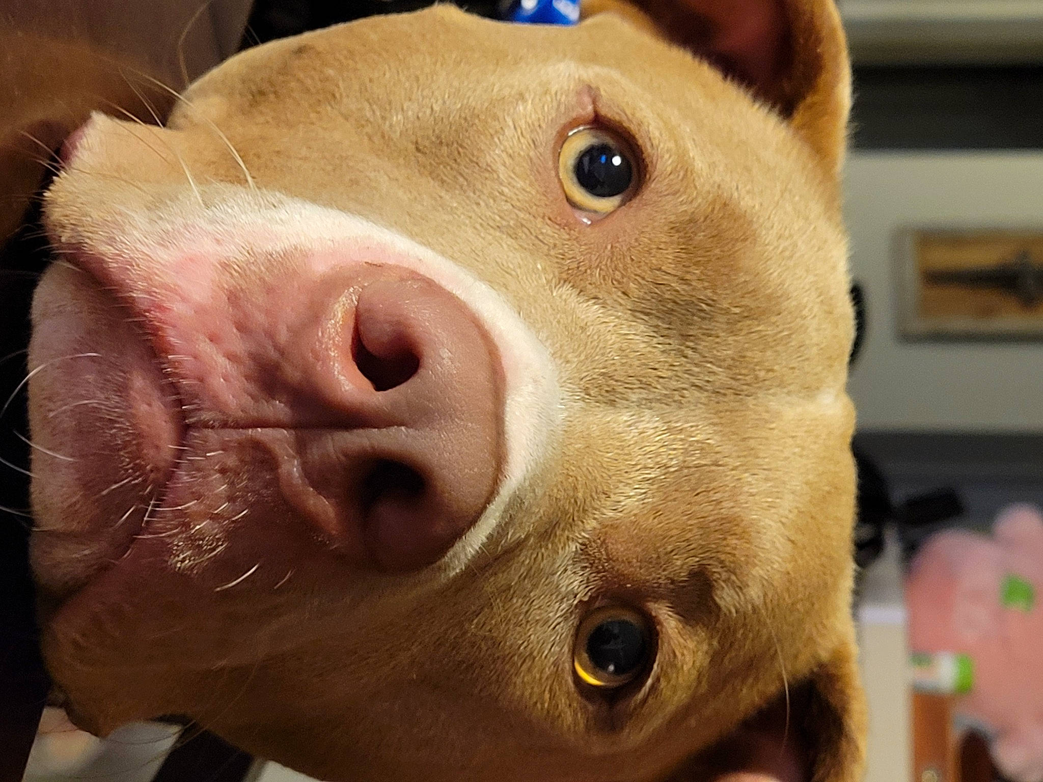 Keena joined the competition — help win amazing prizes! canidae, carnivore, close_up, dog, dog_breed, domestic_pig, eye, fawn, fur, head, jaw, metal, non_sporting_group, nose, snout, sporting_group, suidae, terrestrial_animal, whiskers, working_animal