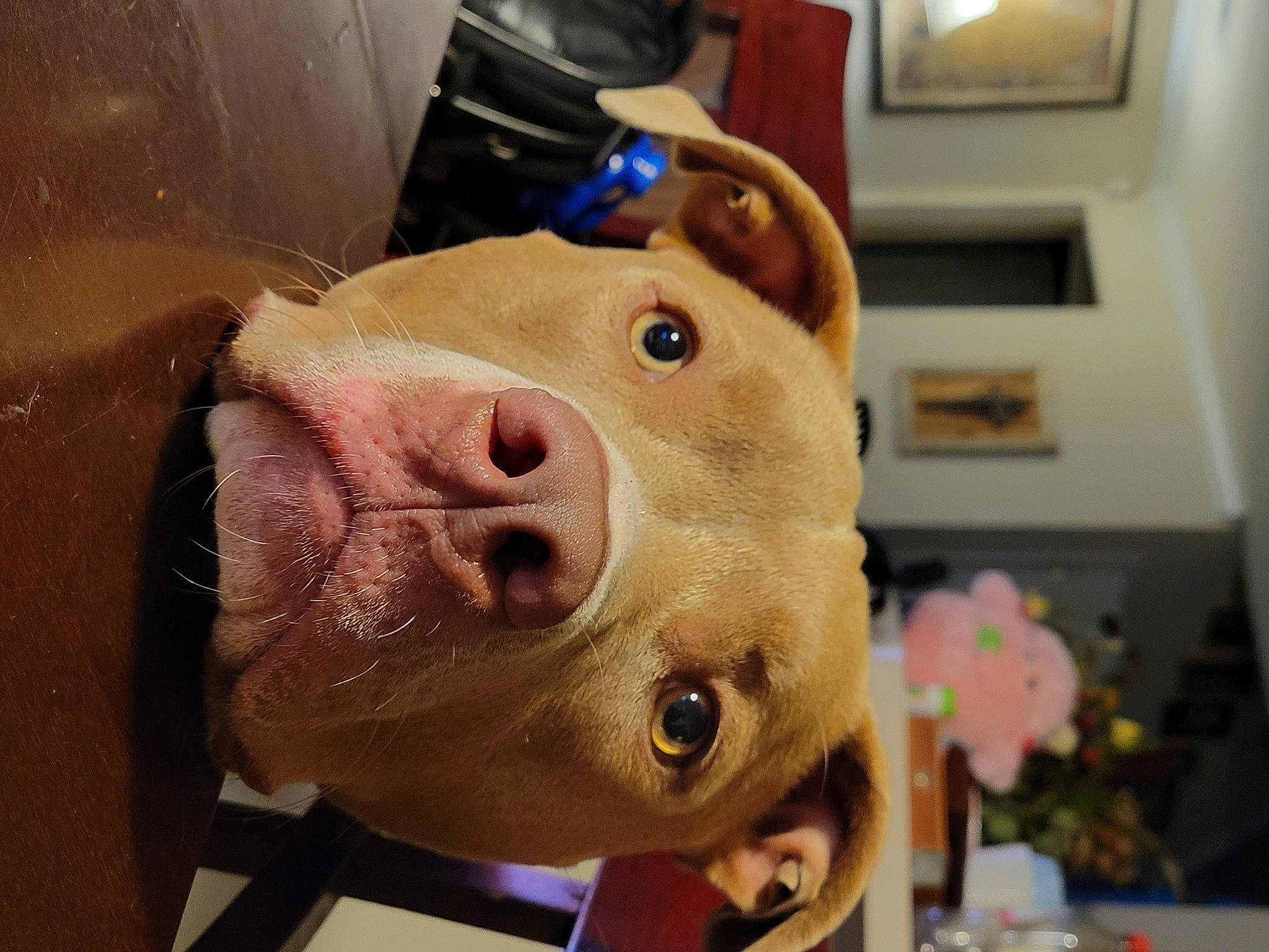 Keena is registered to the contest to win money with this photo: domestic_pig, fawn, flesh, fun, fur, jaw, livestock, metal, nose, picture_frame, pink, room, snout, stuffed_toy, suidae, terrestrial_animal, toy, whiskers, working_animal, wrinkle