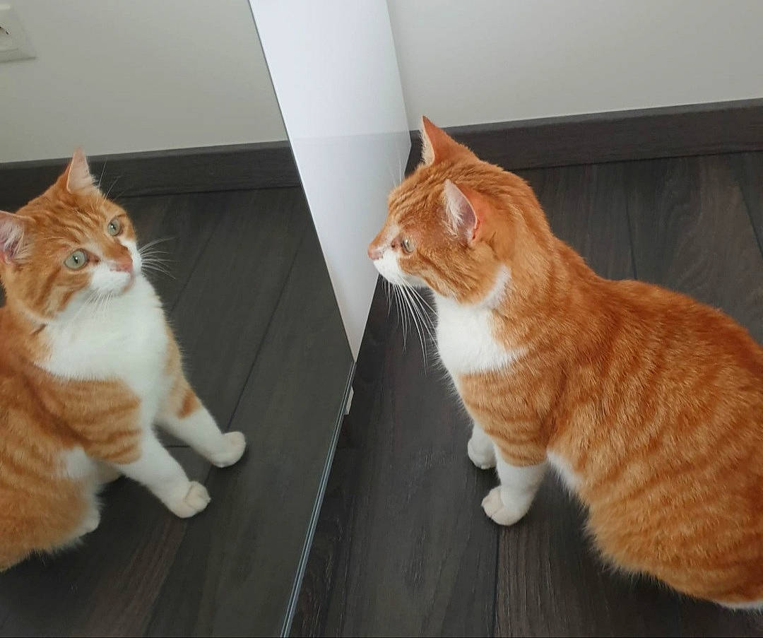 The Cat a rejoint le concours — aidez-le/la à gagner de superbes lots ! carnivore, cat, claw, comfort, domestic_short_haired_cat, eye, fawn, felidae, floor, flooring, foot, fur, hardwood, human_leg, paw, small_to_medium_sized_cats, snout, tail, whiskers, wood