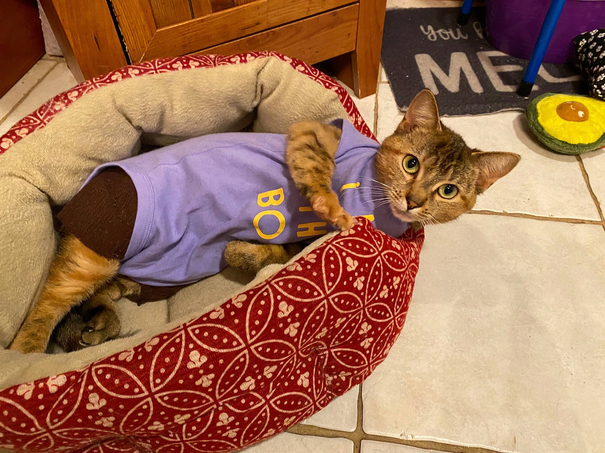 Persephone joined the competition — help win amazing prizes! carnivore, cat, comfort, couch, domestic_short_haired_cat, fashion_accessory, fawn, felidae, flooring, fur, lap, linens, logo, pattern, room, sitting, small_to_medium_sized_cats, visual_arts, whiskers