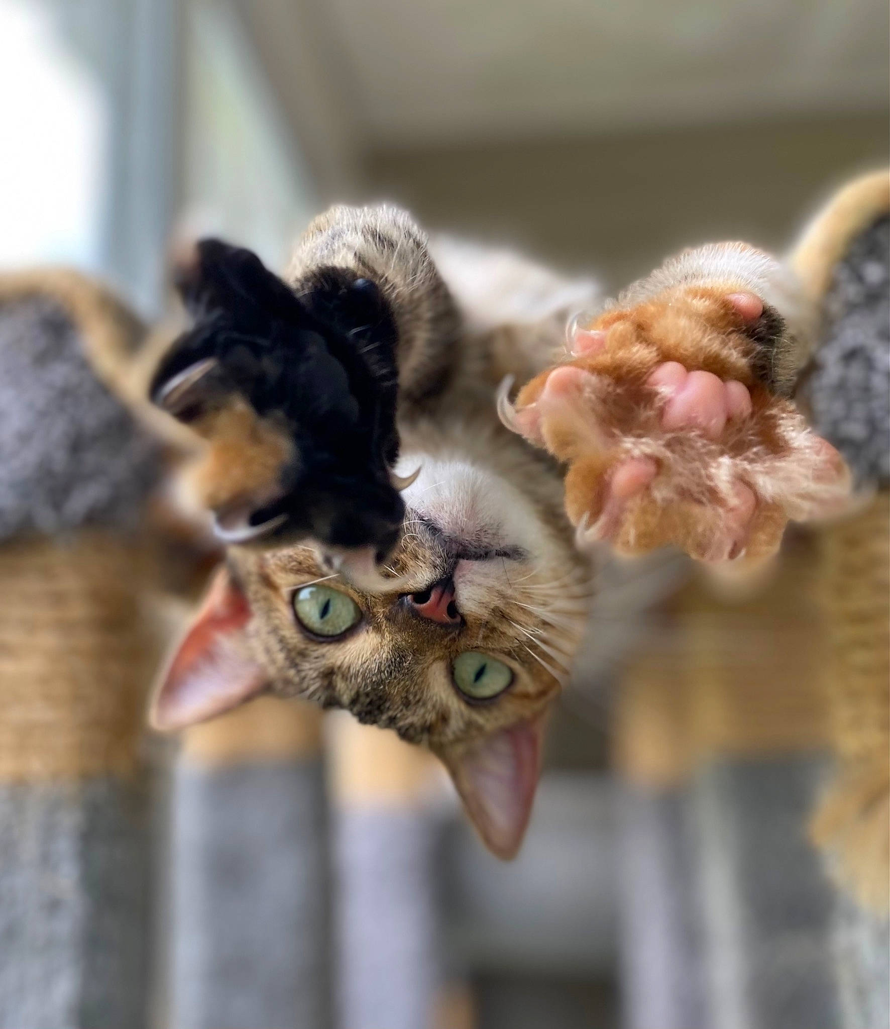 Persephone joined the competition — help win amazing prizes! carnivore, cat, claw, domestic_short_haired_cat, eye, fawn, felidae, flower, fur, paw, petal, plant, small_to_medium_sized_cats, snout, tail, twig, whiskers