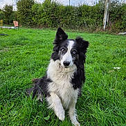 Roxy a rejoint le concours — aidez-le/la à gagner de superbes lots ! dog, border_collie, black_and_white, sitting, outdoors, grass, lawn, garden, hedge, greenery, portrait, pet, animal, fluffy, long_hair, pointed_ears, blue_sky, clouds, utility_pole, power_lines