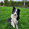 dog, border_collie, black_and_white, sitting, outdoors, grass, lawn, garden, hedge, greenery, portrait, pet, animal, fluffy, long_hair, pointed_ears, blue_sky, clouds, utility_pole, power_lines