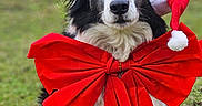 Roxy participe au concours pour gagner de l'argent avec cette photo : dog, border_collie, black_and_white, santa_hat, christmas, holiday, red_bow, ribbon, festive, outdoor, grass, park, sitting, portrait, pet, animal, fluffy, long_fur, centered, seasonal