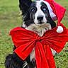 dog, border_collie, black_and_white, santa_hat, christmas, holiday, red_bow, ribbon, festive, outdoor, grass, park, sitting, portrait, pet, animal, fluffy, long_fur, centered, seasonal