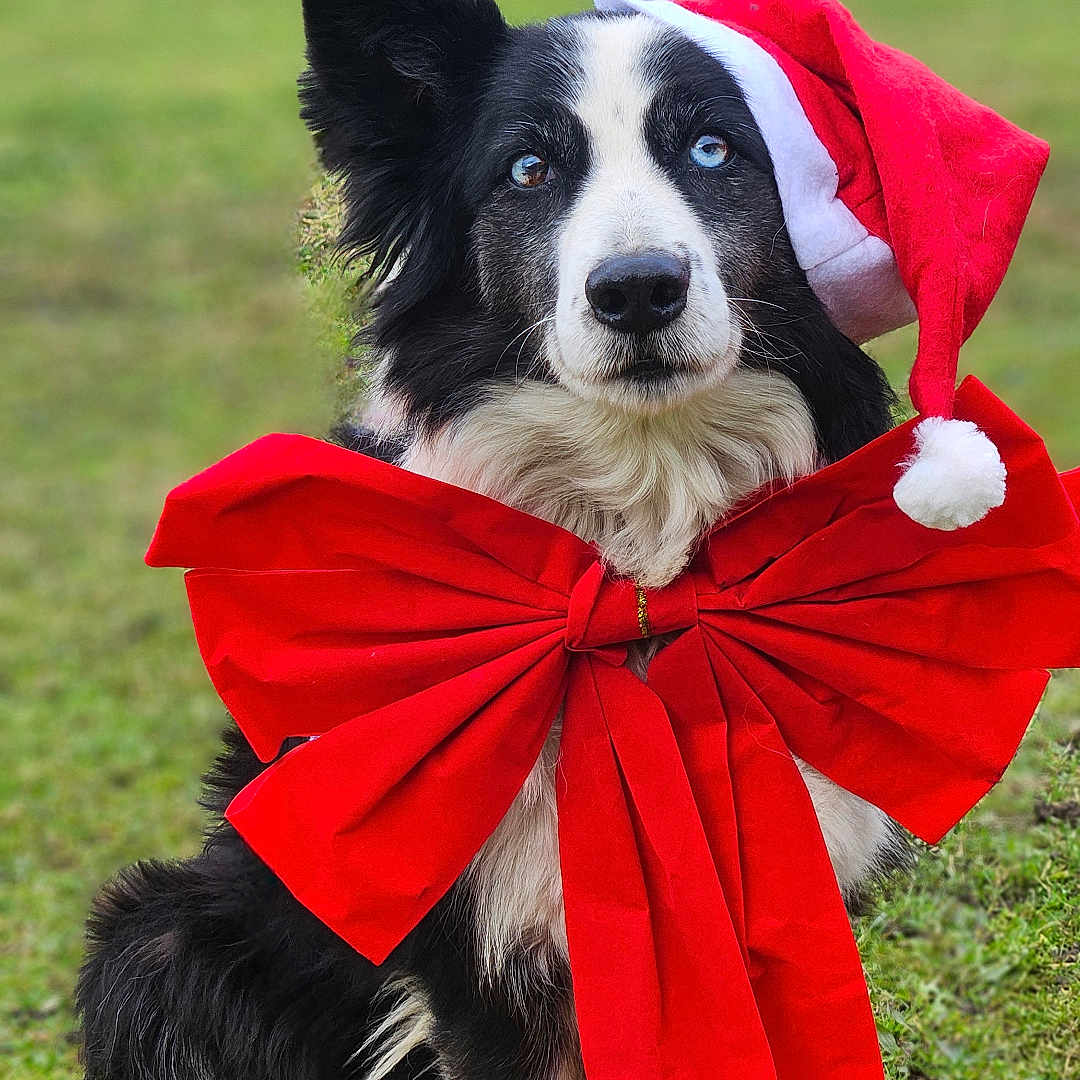 Roxy participe au concours pour gagner de l'argent avec cette photo : dog, border_collie, black_and_white, santa_hat, christmas, holiday, red_bow, ribbon, festive, outdoor, grass, park, sitting, portrait, pet, animal, fluffy, long_fur, centered, seasonal