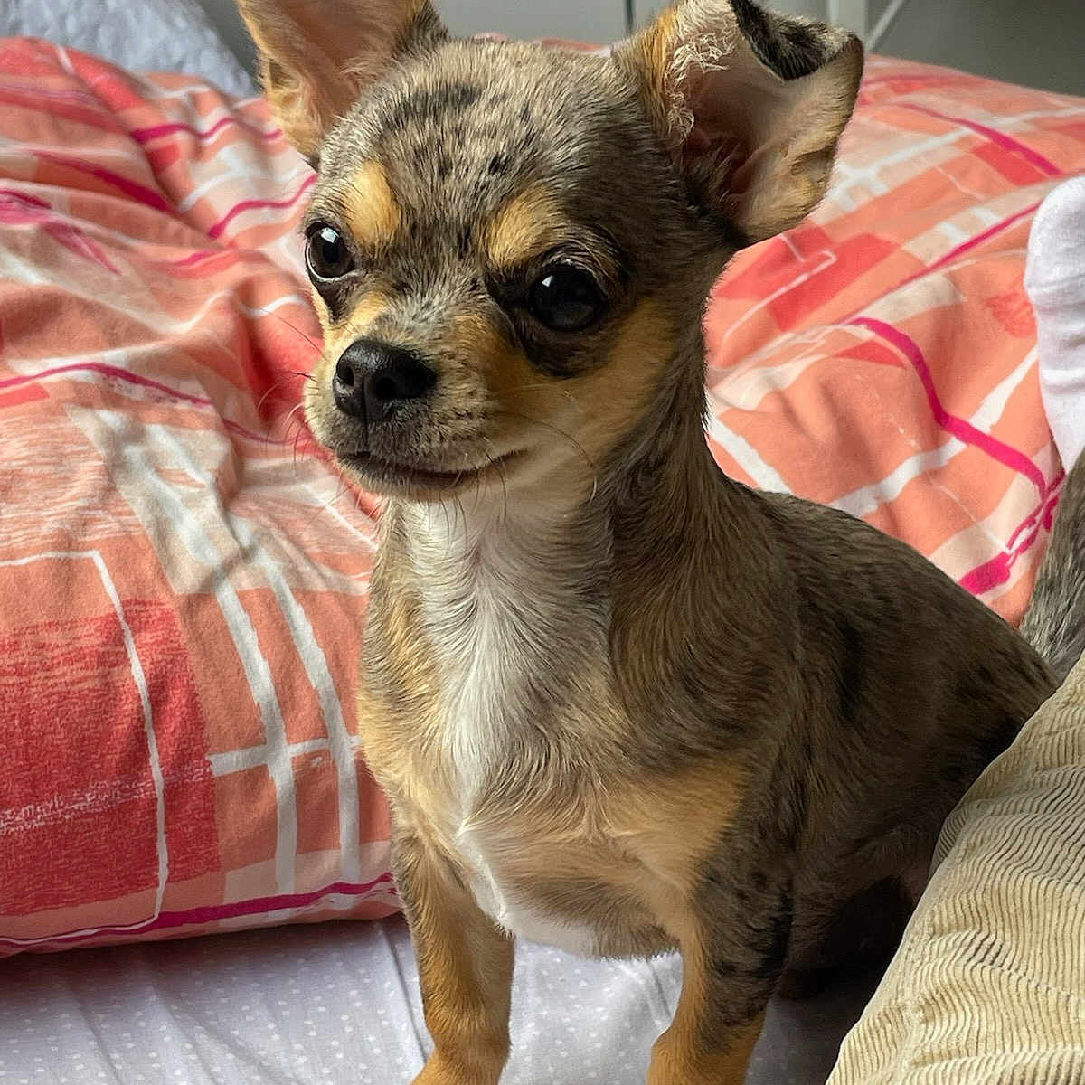 Oliver participe au concours pour gagner de l'argent avec cette photo : animal, bed, bedroom, blanket, canine, chihuahua, cockerspaniel, couch, cushion, dog, furniture, homedecor, indoors, interiordesign, linen, papillon, pet, puppy, quilt, room