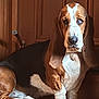 Vega joined the competition — help win amazing prizes! basset_hound, dog, pet, brown, white, fur, ears, wooden_surface, panel_wall, indoors, portrait, animal, canine, long_ears, paw, resting, looking, expression, light, shadow