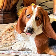 Vega joined the competition — help win amazing prizes! basset_hound, dog, indoor, pet, long_ears, tongue_out, lying_down, floor, cloth, plastic, paw, tile_floor, wooden_furniture, cozy, animal, cute, domestic, resting, brown_white_black, close_up
