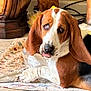 basset_hound, dog, indoor, pet, long_ears, tongue_out, lying_down, floor, cloth, plastic, paw, tile_floor, wooden_furniture, cozy, animal, cute, domestic, resting, brown_white_black, close_up