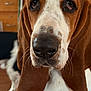 basset_hound, dog, close_up, indoors, kitchen, pet, brown_and_white, long_ears, droopy_eyes, face, nose, fur, animal, companion, domestic, portrait, sitting, background, notes, fridge
