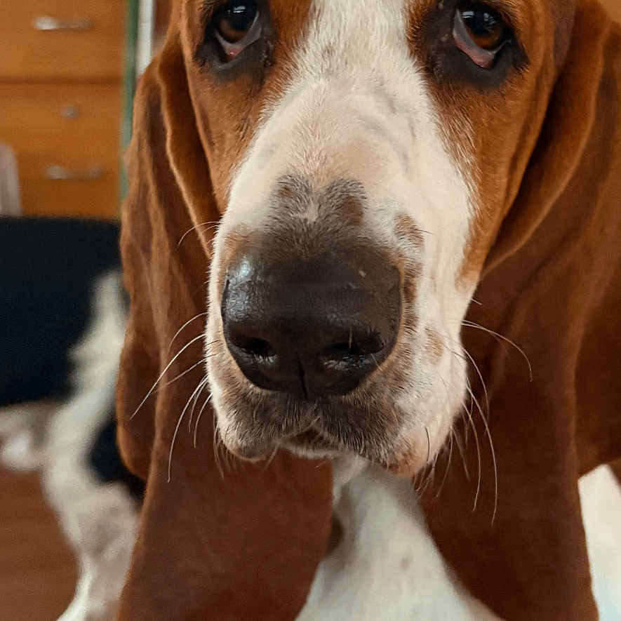 Vega is registered to the contest to win money with this photo: animal, background, basset_hound, brown_and_white, close_up, companion, dog, domestic, droopy_eyes, face, fridge, fur, indoors, kitchen, long_ears, nose, notes, pet, portrait, sitting