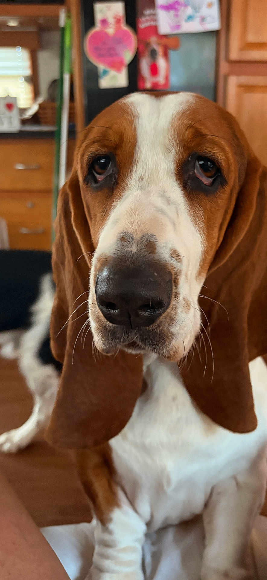Vega is registered to the contest to win money with this photo: basset_hound, dog, close_up, indoors, kitchen, pet, brown_and_white, long_ears, droopy_eyes, face, nose, fur, animal, companion, domestic, portrait, sitting, background, notes, fridge