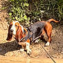 Vega joined the competition — help win amazing prizes! dog, basset_hound, harness, leash, water, creek, stream, mud, soil, greenery, plants, outdoor, nature, sunlight, ears, animal, pet, canine, ground, reflection