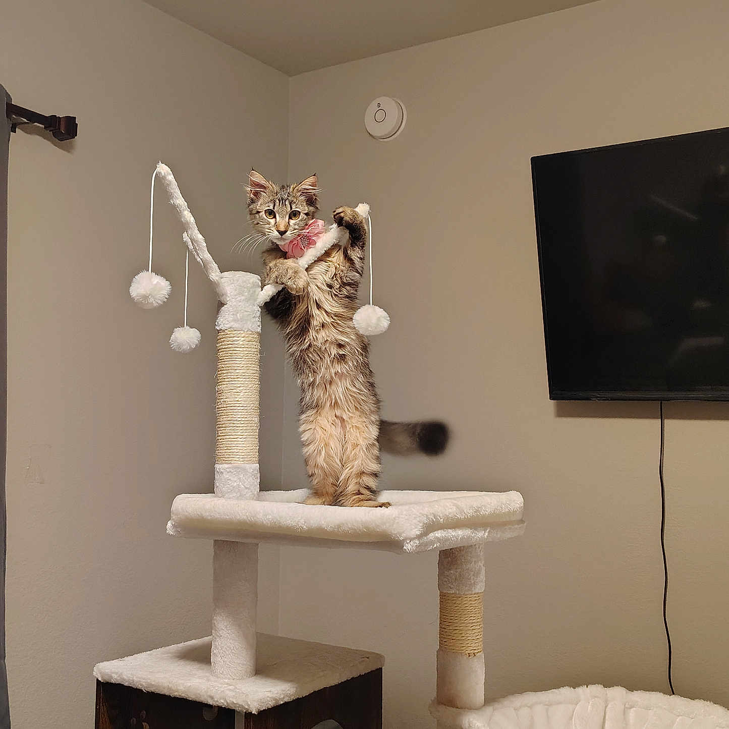 Skarlett joined the competition — help win amazing prizes! animal, architecture, building, cat, computerhardware, electronics, furniture, hardware, indoors, interiordesign, kitten, lamp, livingroom, monitor, pet, room, screen, table, tv, wood