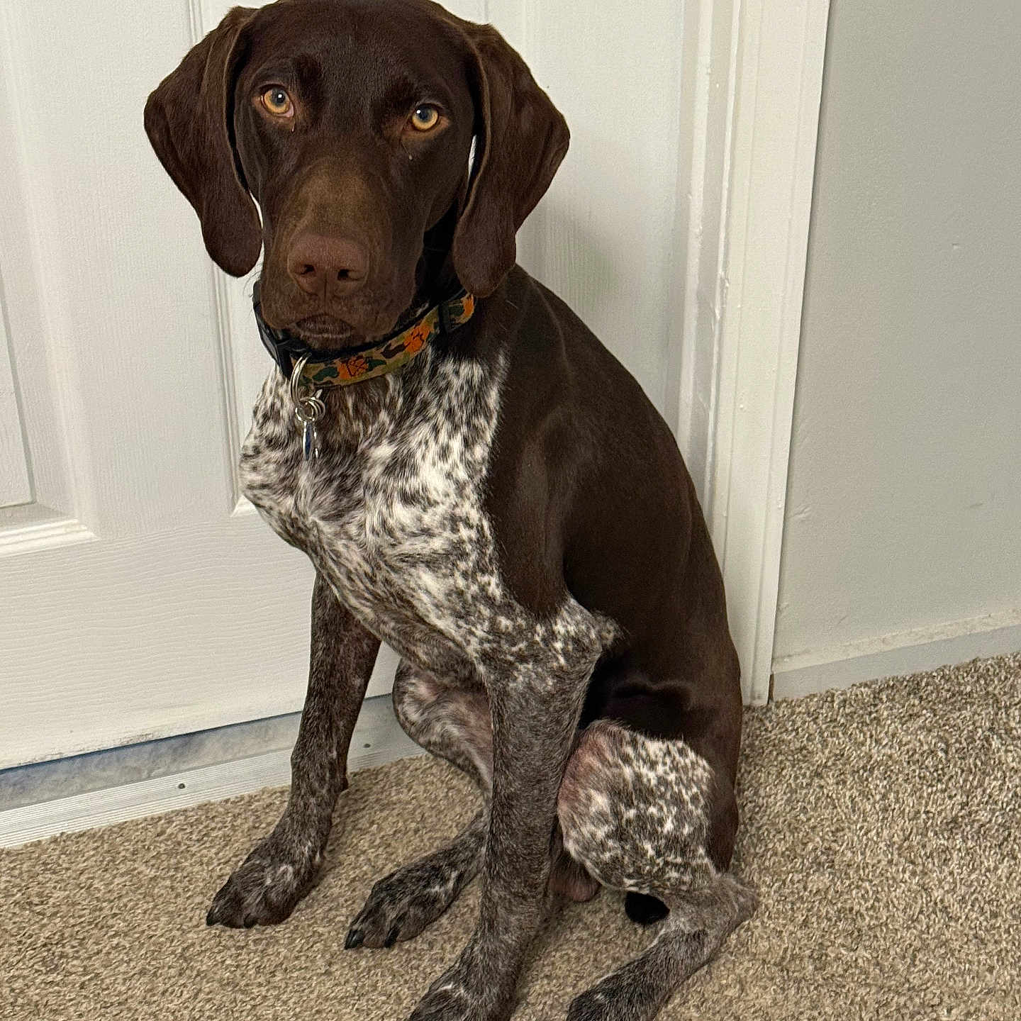 Charlie joined the competition — help win amazing prizes! animal, beagle, canine, dog, hound, labradorretriever, mat, pet, pointer, puppy