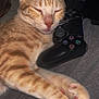 Spike participe au concours pour gagner de l'argent avec cette photo : animal, bed, cat, claws, closeup, cozy, cute, domestic_cat, feline, game_controller, indoor, orange_tabby, paw, pet, pink_nose, relaxed, resting, sleeping, soft_fur, whiskers
