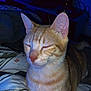 cat, orange_tabby, pet, feline, animal, indoor, bed, blanket, resting, sleepy, close_up, whiskers, ears, paw, striped, television, furniture, dim_lighting, cozy, relaxed