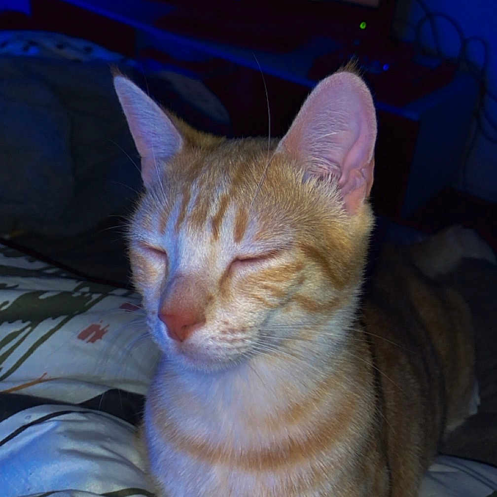 Spike a rejoint le concours — aidez-le/la à gagner de superbes lots ! animal, bed, blanket, cat, close_up, cozy, dim_lighting, ears, feline, furniture, indoor, orange_tabby, paw, pet, relaxed, resting, sleepy, striped, television, whiskers