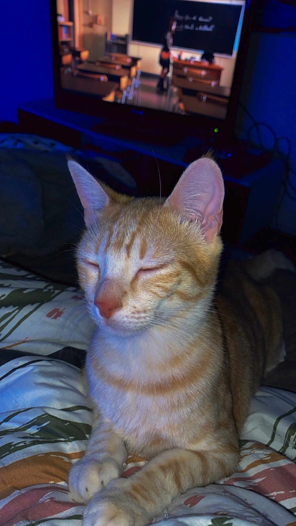Spike a rejoint le concours — aidez-le/la à gagner de superbes lots ! cat, orange_tabby, pet, feline, animal, indoor, bed, blanket, resting, sleepy, close_up, whiskers, ears, paw, striped, television, furniture, dim_lighting, cozy, relaxed