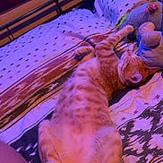 Spike a rejoint le concours — aidez-le/la à gagner de superbes lots ! animal, bed, blanket, cat, comfort, cozy, feline, fur, indoor, orange_tabby, patterned, paw, pet, plush_toy, purple_light, relaxed, resting, sleeping, soft_lighting, striped