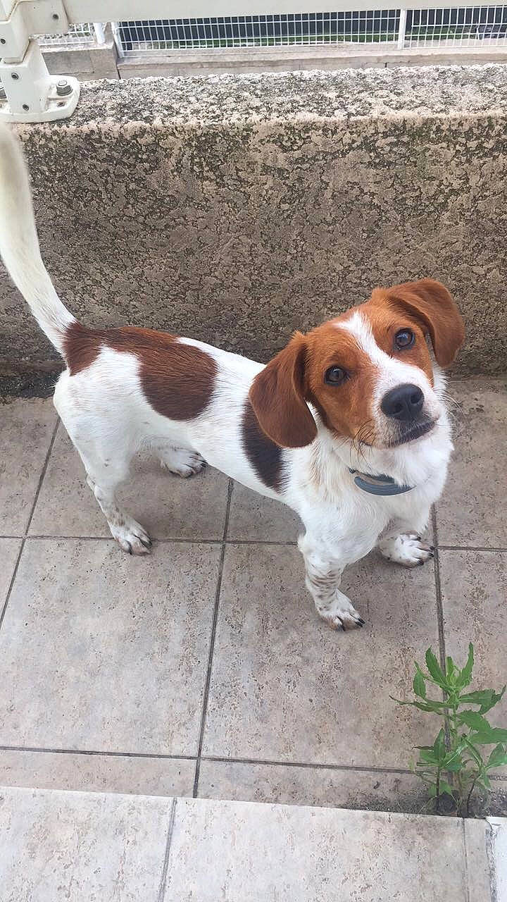 Ronan a rejoint le concours — aidez-le/la à gagner de superbes lots ! canidae, carnivore, companion_dog, dog, dog_breed, fawn, flooring, hound, hunting_dog, liver, plant, scent_hound, snout, sporting_group, tail, terrestrial_animal