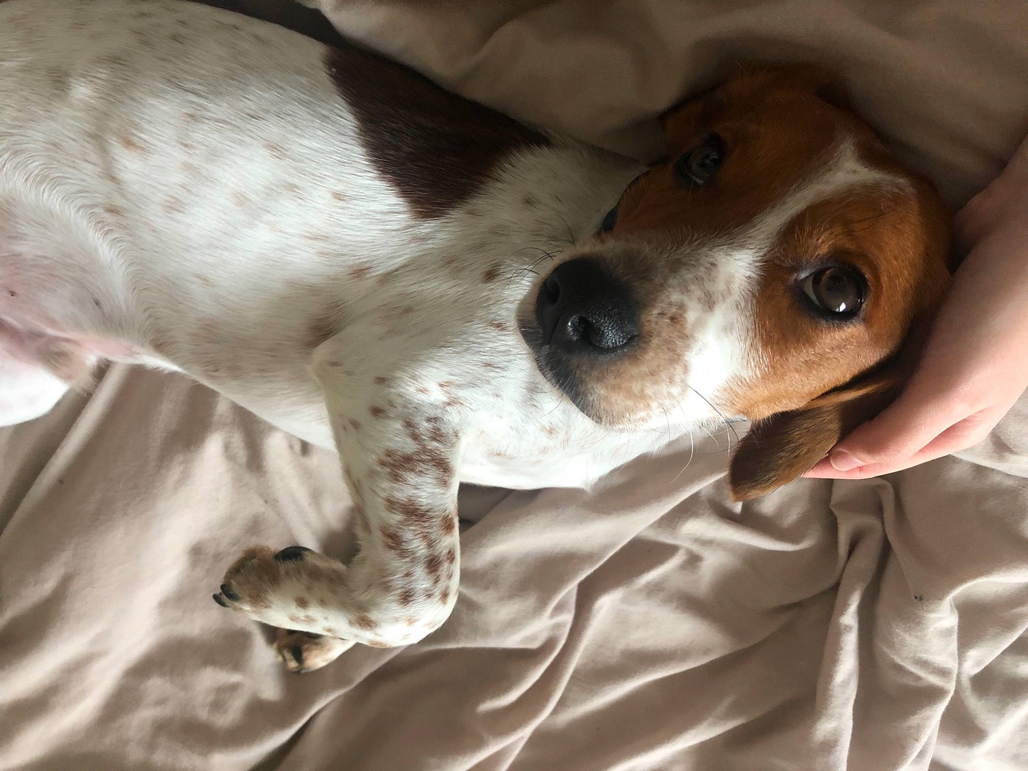 Ronan participe au concours pour gagner de l'argent avec cette photo : canidae, carnivore, comfort, companion_dog, dog, dog_breed, ear, fawn, fur, irishjacks, snout, sporting_group, whiskers, working_animal