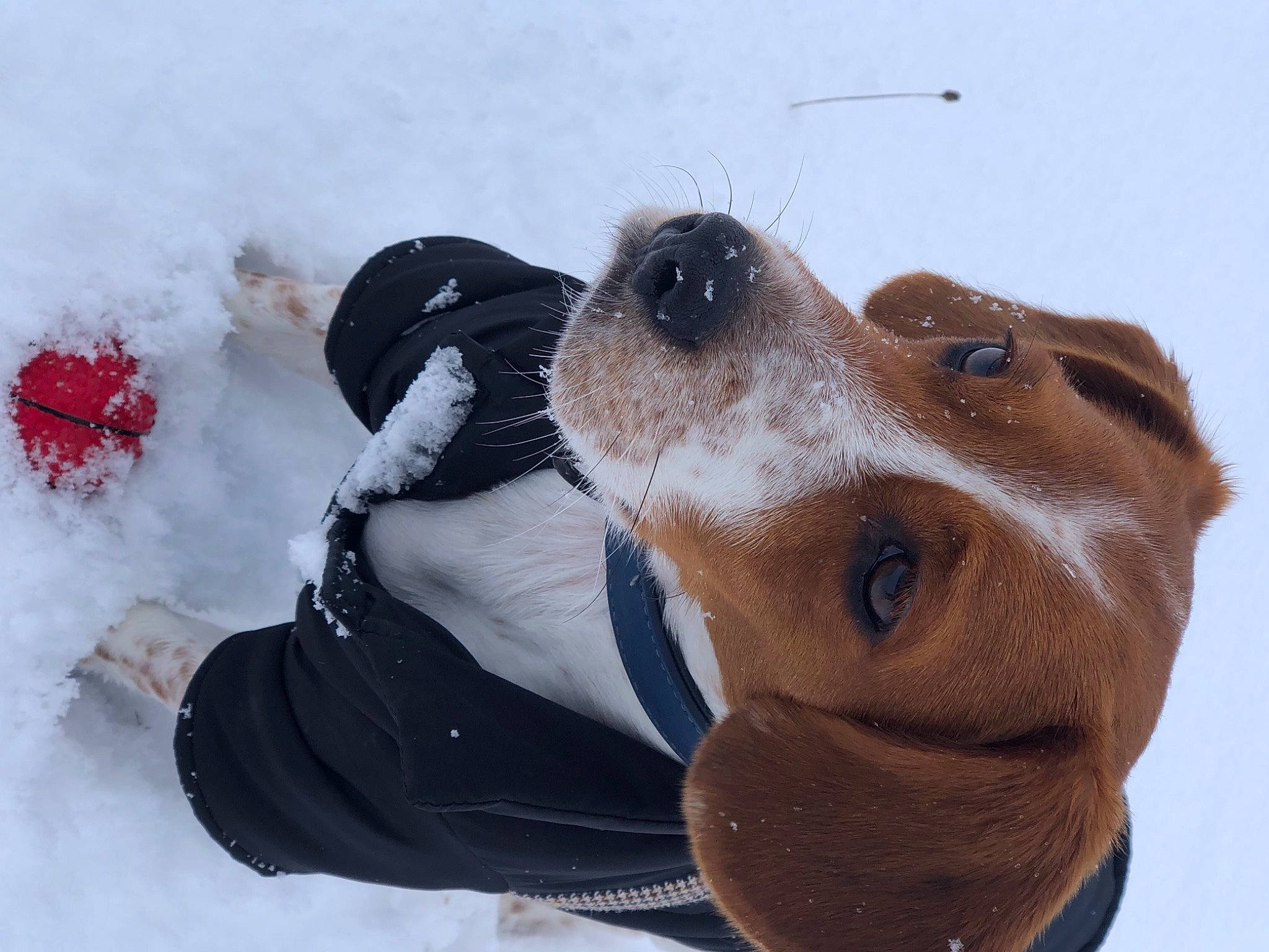 Ronan a rejoint le concours — aidez-le/la à gagner de superbes lots ! canidae, carnivore, collar, companion_dog, dog, dog_breed, eyewear, fawn, freezing, fur, hound, liver, personal_protective_equipment, snout, snow, sporting_group, toy, whiskers, winter, working_animal