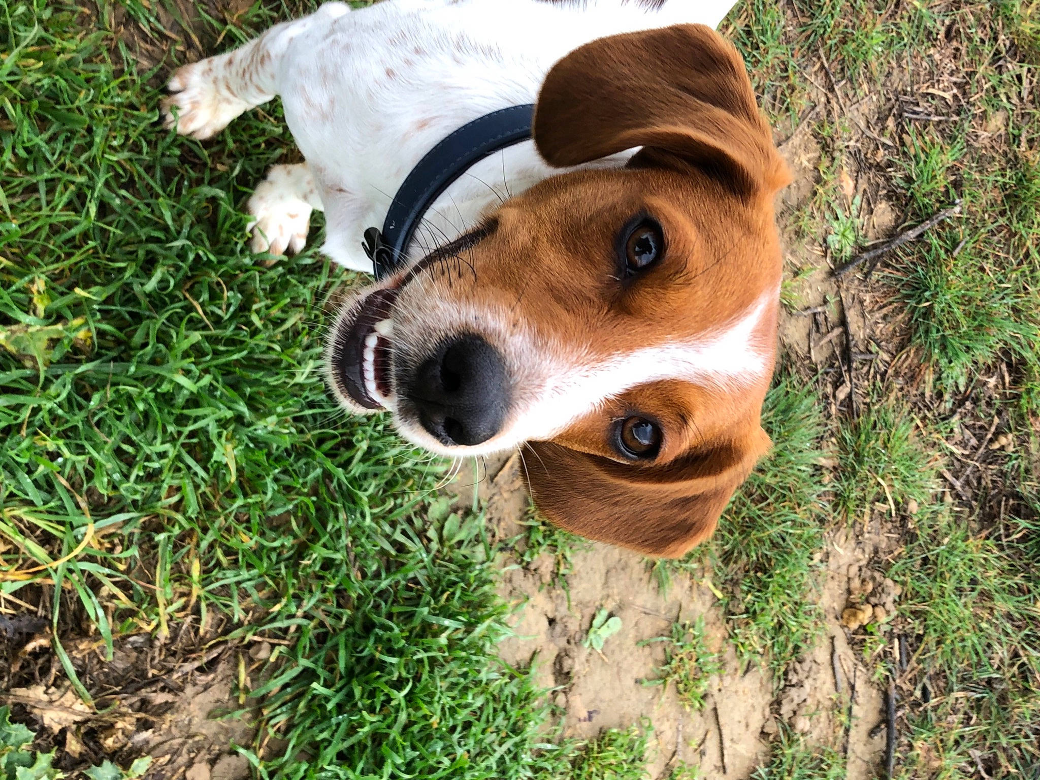 Ronan a rejoint le concours — aidez-le/la à gagner de superbes lots ! canidae, carnivore, companion_dog, dog, dog_breed, dog_collar, fawn, fur, grass, hat, hound, hunting_dog, plant, scent_hound, snout, sporting_group, terrestrial_animal, whiskers, wood, working_animal