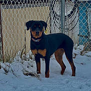 Meg is registered to the contest to win money with this photo: dog, rottweiler, snow, outdoor, fence, chain_link_fence, pet, animal, winter, standing, collar, yard, grass, cold, nature, canine, mammal, black, brown, leash