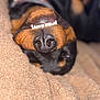 dog, canine, pet, upside_down, teeth, smile, blanket, brown, black, nose, fur, resting, cozy, closeup, cute, sleepy, indoor, animal, relaxed, funny