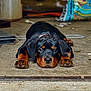 Meg is registered to the contest to win money with this photo: rottweiler, puppy, dog, lying_down, tired, paws, black_fur, tan_fur, animal, pet, indoor, concrete_floor, collar, close_up, cute, young, mammal, looking_at_camera, resting, adorable