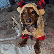 Jebbie is registered to the contest to win money with this photo: dog, costume, plaid, antlers, brown_dog, pet, furry, blanket, indoor, cozy, animal, cute, portrait, clothing, paw, face, fur, resting, looking, soft