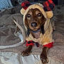 dog, costume, plaid, antlers, brown_dog, pet, furry, blanket, indoor, cozy, animal, cute, portrait, clothing, paw, face, fur, resting, looking, soft