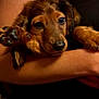 Jebbie is registered to the contest to win money with this photo: dog, puppy, dachshund, pet, animal, fur, eyes, nose, paw, arms, human, cuddle, closeup, warm_lighting, indoor, comfort, cute, brown_fur, portrait, resting