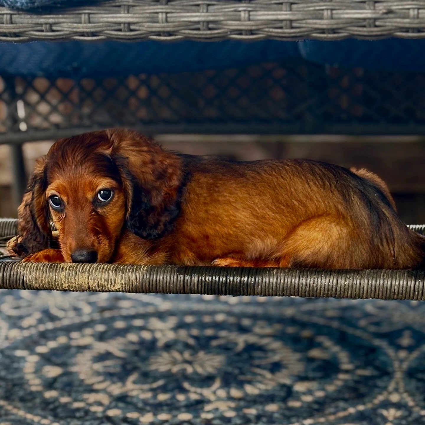 Jebbie is registered to the contest to win money with this photo: animal, blue_blanket, brown_fur, close_up, cozy, cute, dachshund, dog, ears, fur, indoor, lying_down, patterned_rug, pet, puppy, relaxed, resting, small_dog, wooden_furniture, woven_chair
