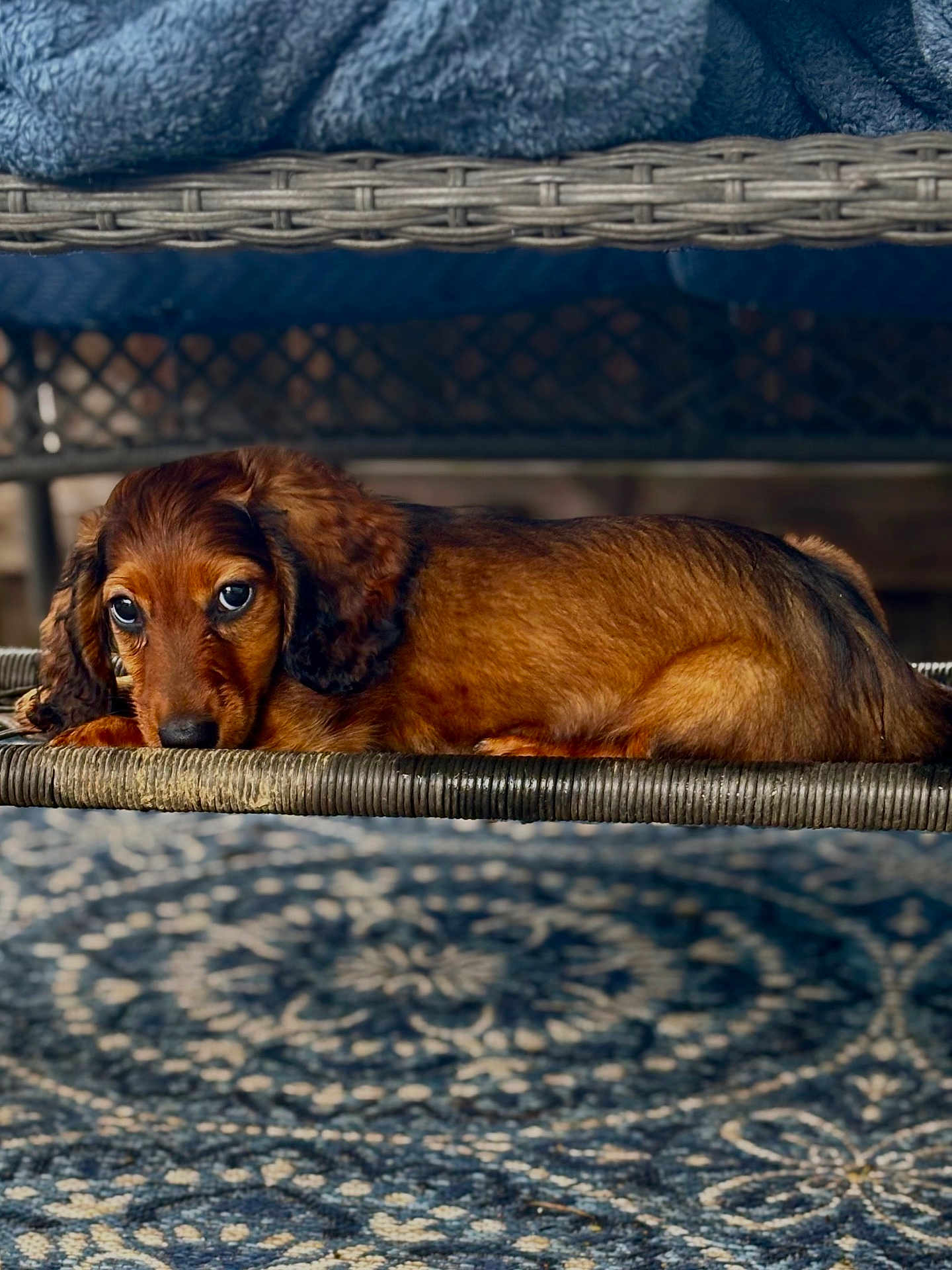 Jebbie is registered to the contest to win money with this photo: dog, puppy, dachshund, brown_fur, lying_down, woven_chair, blue_blanket, patterned_rug, indoor, cozy, pet, resting, fur, ears, cute, animal, small_dog, wooden_furniture, close_up, relaxed