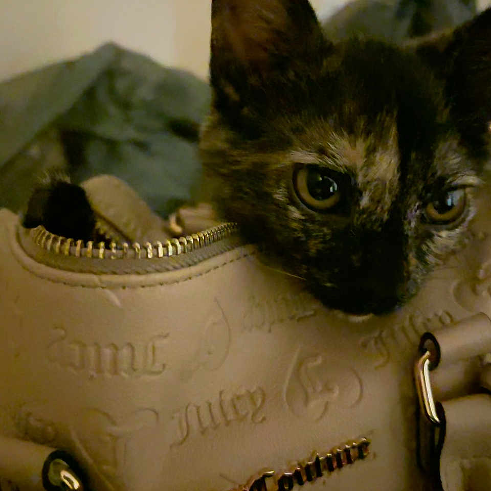 Kit Kat joined the competition — help win amazing prizes! accessory, animal, cat, closeup, curious, cute, eyes, face, feline, fur, handbag, indoor, kitten, leather, pet, small, soft_light, tortoiseshell, whiskers, zipper