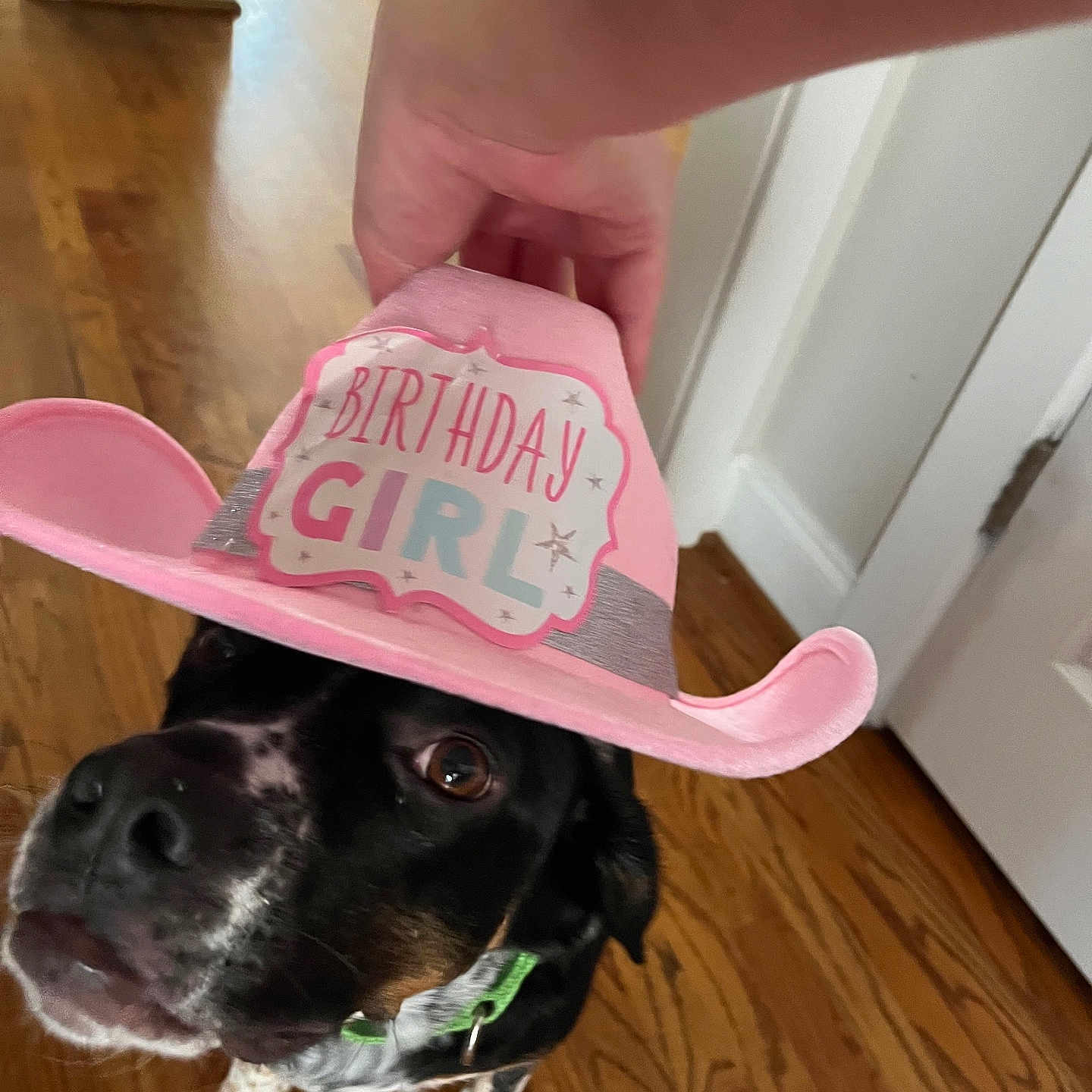 Rexy joined the competition — help win amazing prizes! animal, birthday, black_dog, canine, celebration, close_up, collar, cowboy_hat, curious, dog, door, floor, hand, hat, house, indoor, pet, pink, white_spots, wooden_floor