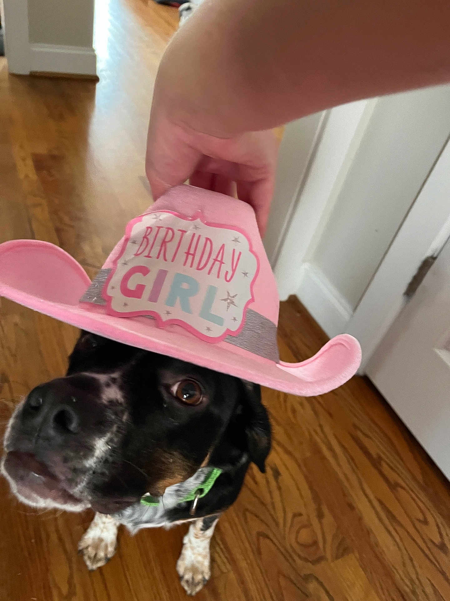 Rexy joined the competition — help win amazing prizes! animal, birthday, black_dog, canine, celebration, close_up, collar, cowboy_hat, curious, dog, door, floor, hand, hat, house, indoor, pet, pink, white_spots, wooden_floor