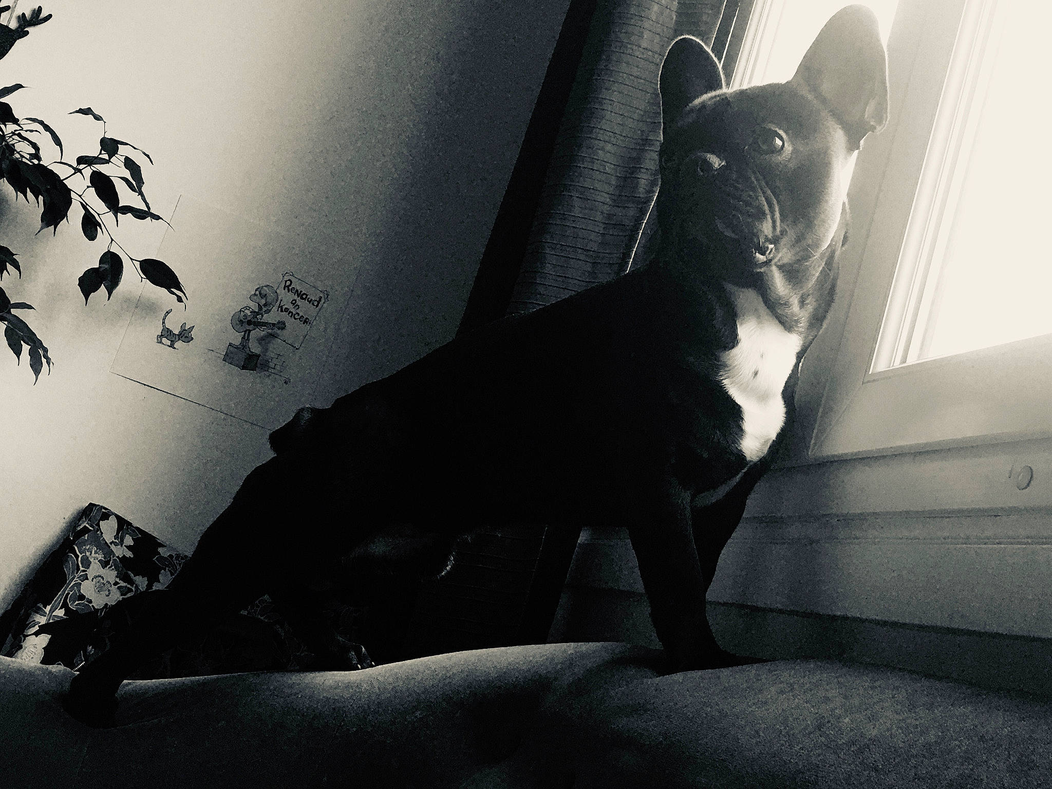 Paulo a rejoint le concours — aidez-le/la à gagner de superbes lots ! black_and_white, canidae, carnivore, companion_dog, dog, dog_breed, monochrome, monochrome_photography, non_sporting_group, shadow, snout, sporting_group, tail, terrestrial_animal, whiskers, working_animal, working_dog