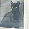 Parker Destiny is registered to the contest to win money with this photo: abyssinian, animal, blackcat, cat, kitten, manx, pet